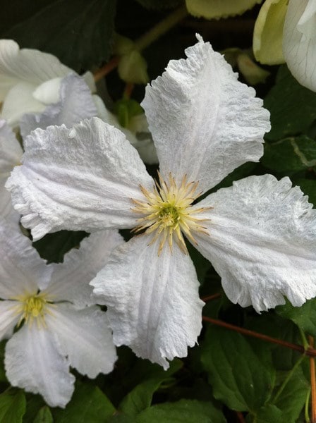 Clematis Prince George