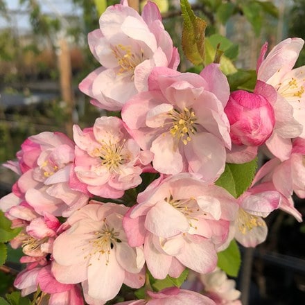 Malus Pink Perfection