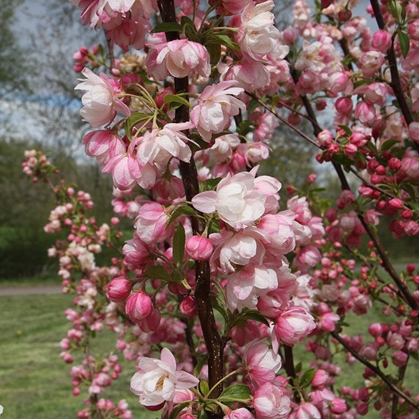 Malus Pink Perfection