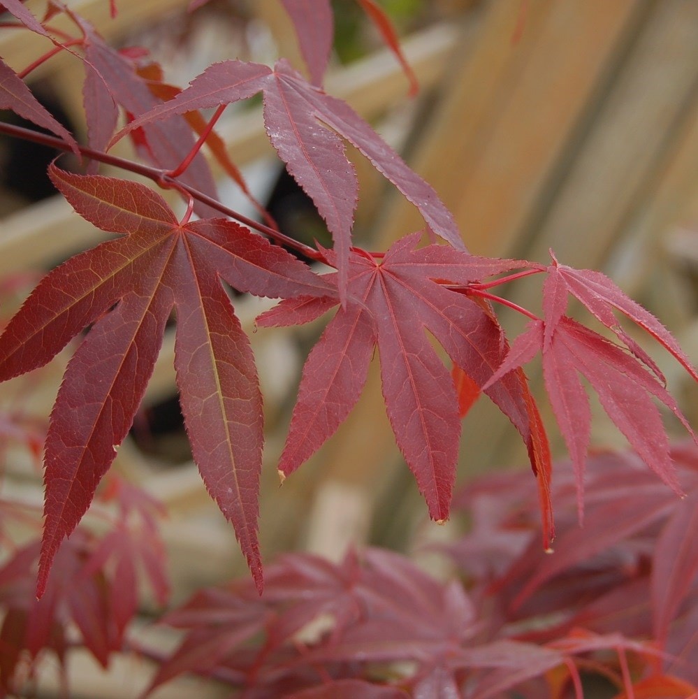 <i>Acer palmatum</i> 'Shaina'