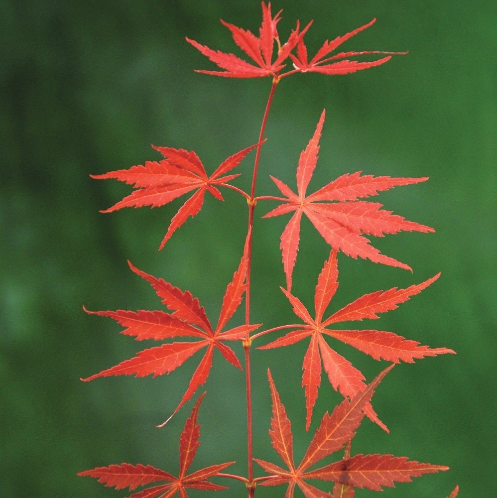 <i>Acer palmatum</i> 'Shaina'