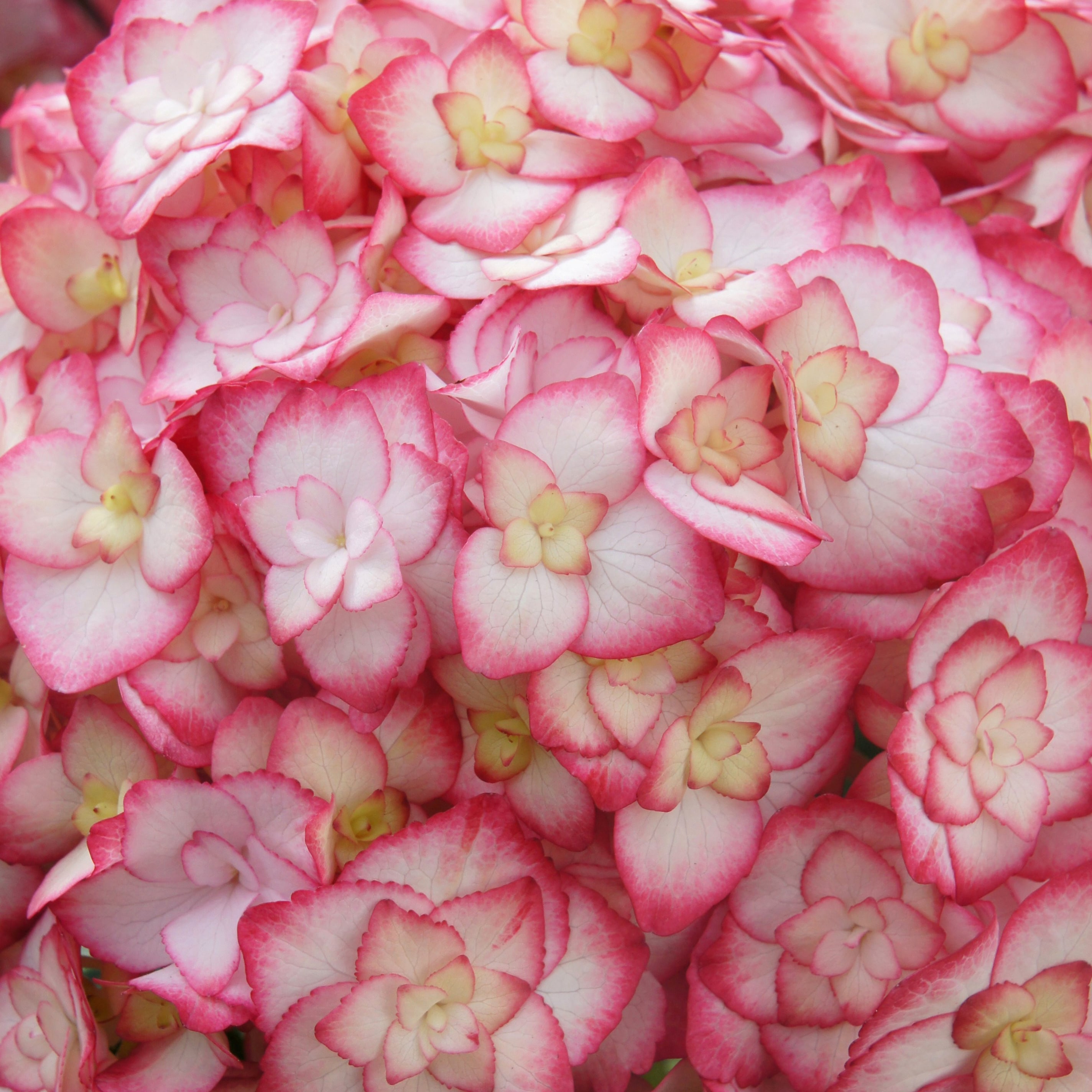 Product options image