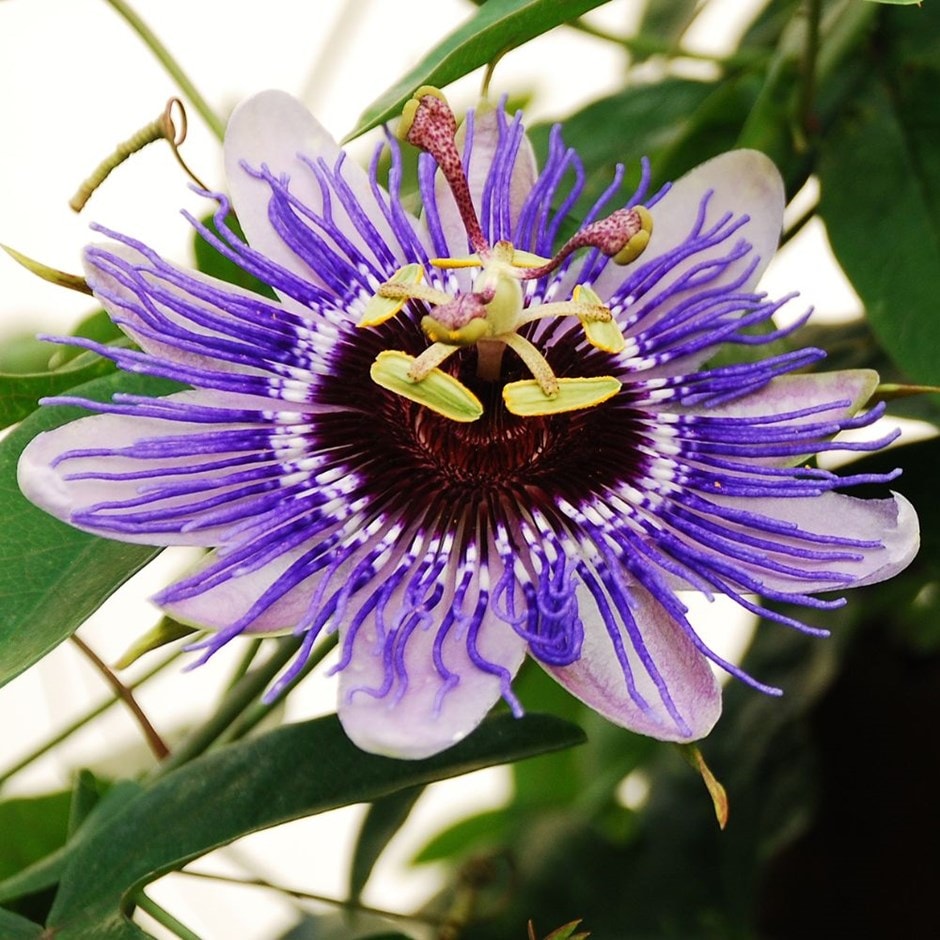 Purple Passion Flower Plant Care - How to Grow and Care for Passion ...