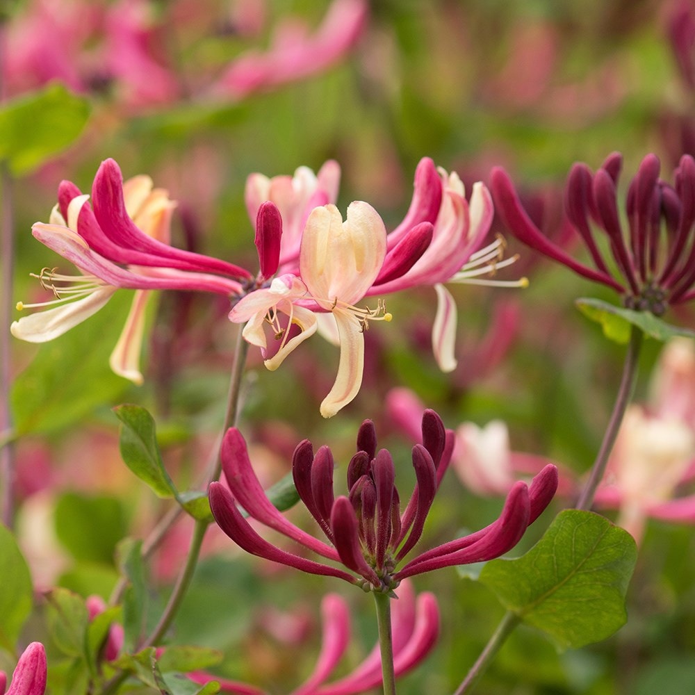 Product options image