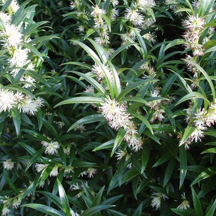 Picture of Sarcococca hookeriana var. hookeriana 'Ghorepani'