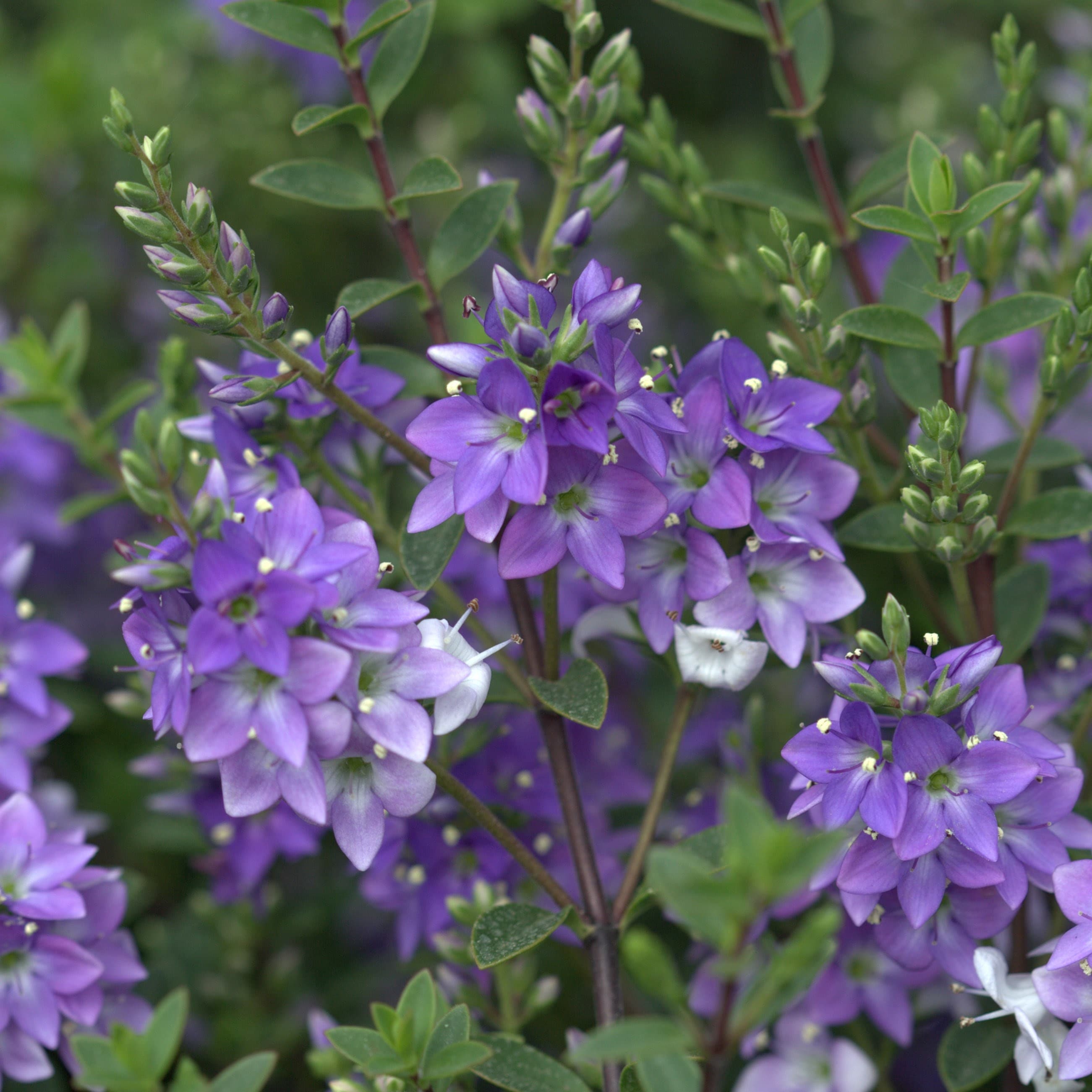 Product options image