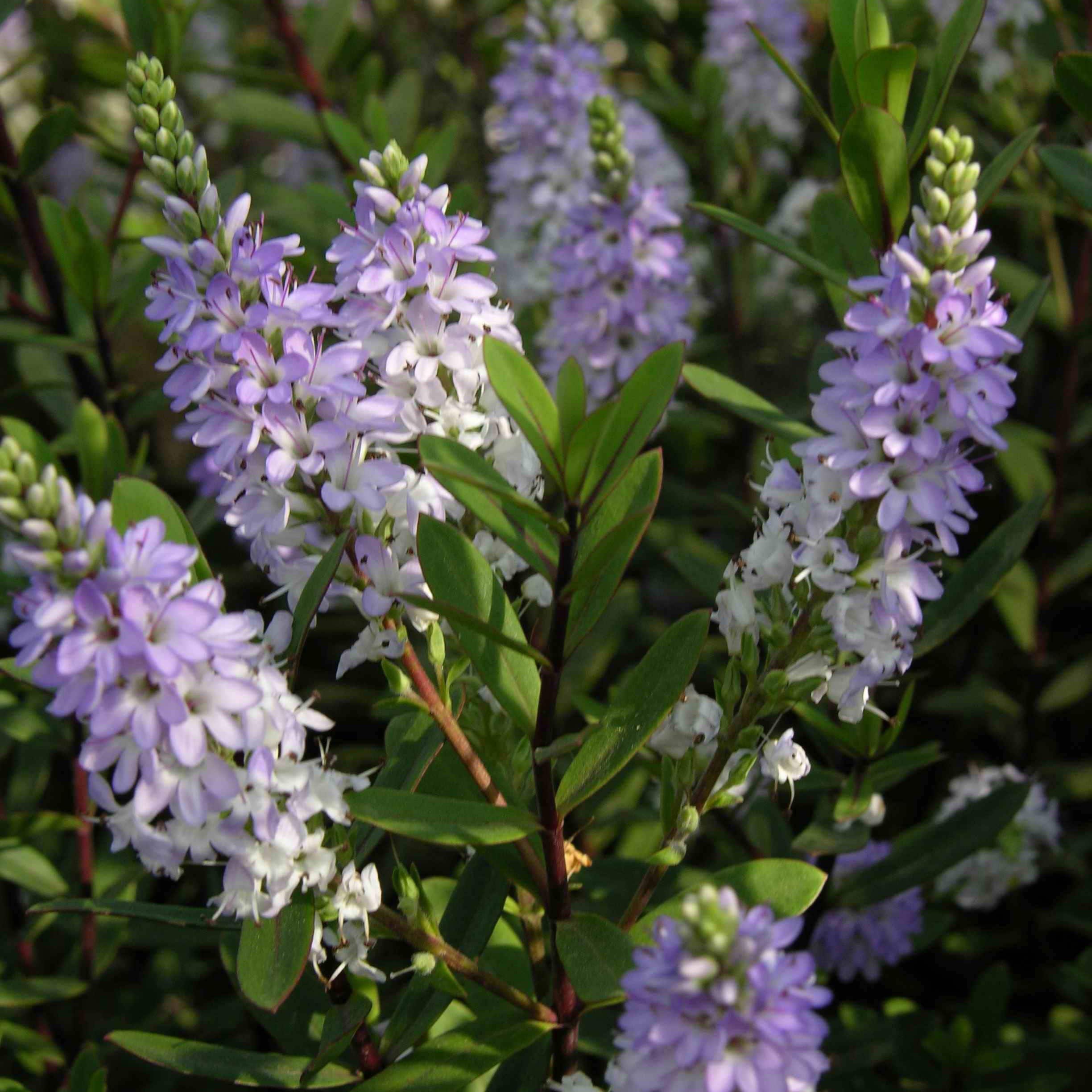 Product options image