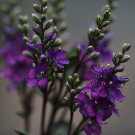 Hebe Garden Beauty Purple ('Nold') (PBR) (Garden Beauty Series)