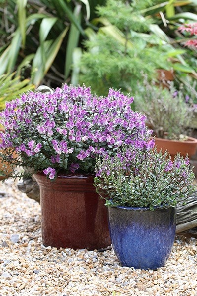 Buy shruby veronica Hebe Garden Beauty Purple ('Nold 