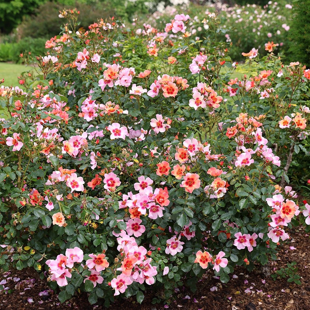 Product options image