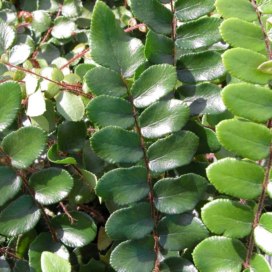 <i>Pellaea rotundifolia</i> 