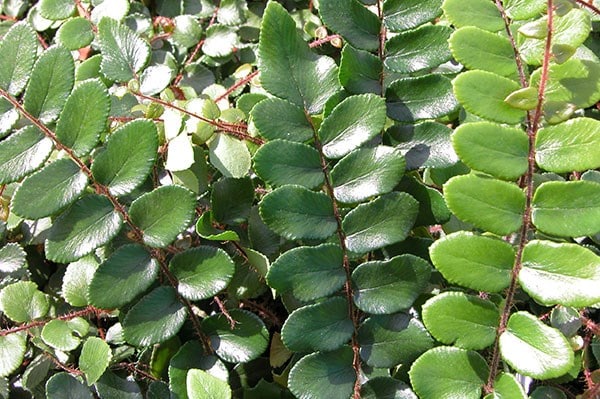 Pellaea rotundifolia
