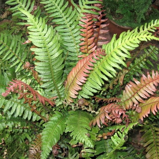 Product options image