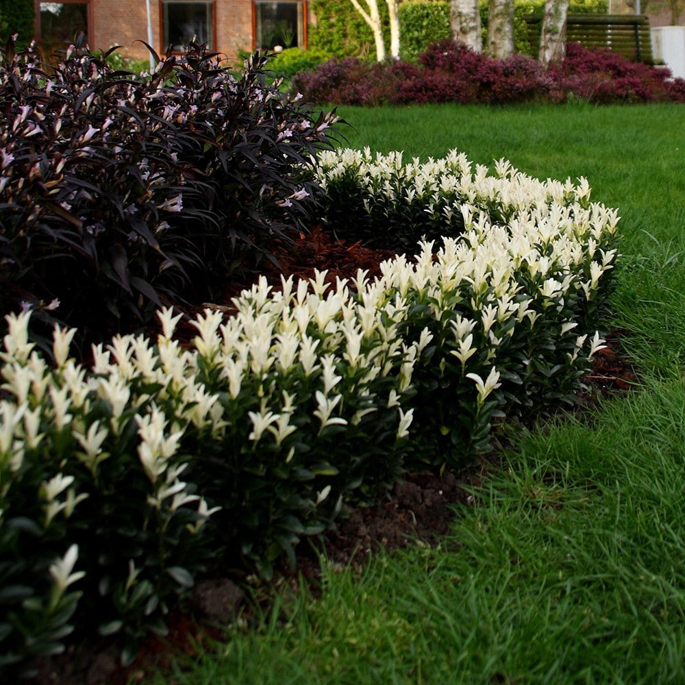 Product options image