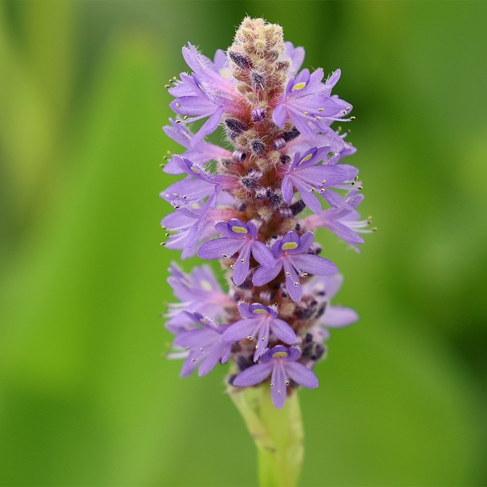 <i>Pontederia cordata</i> 