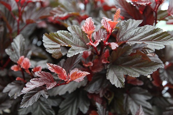 Physocarpus opulifolius Little Angel ('Hoogi016') (PBR)