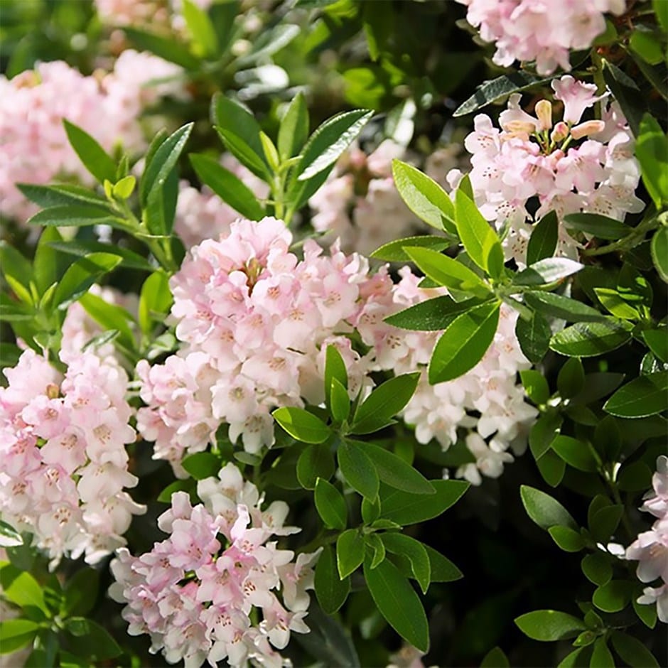 rhododendron Inkarho group