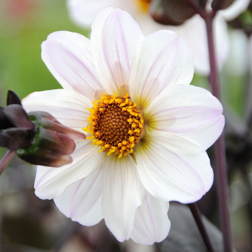 Product options image