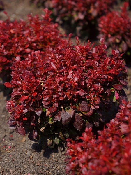 Buy barberry Berberis thunbergii Lutin Rouge (PBR): £17.99 