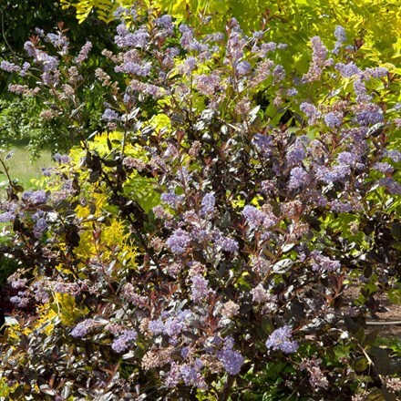 Picture of Ceanothus Tuxedo (PBR)
