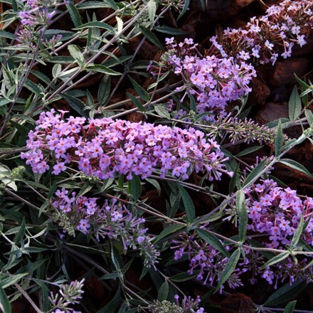Picture of Buddleja Flutterby Flow Lavender Flow ('Podaras No 12') (PBR) (Flutterby Flow Series)