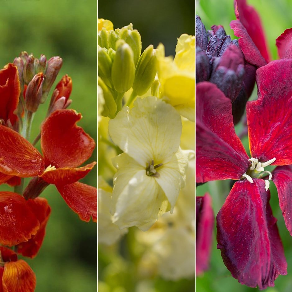 Persian wallflower collection