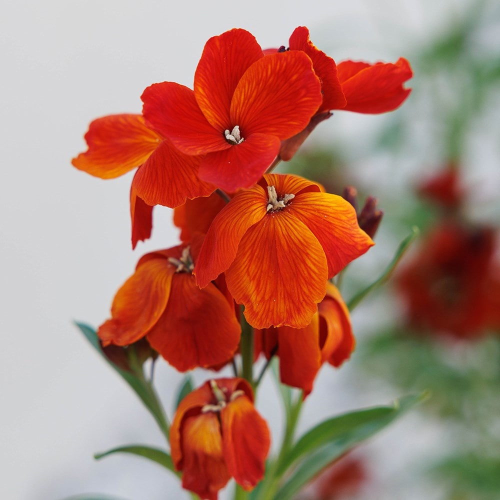 Persian wallflower collection