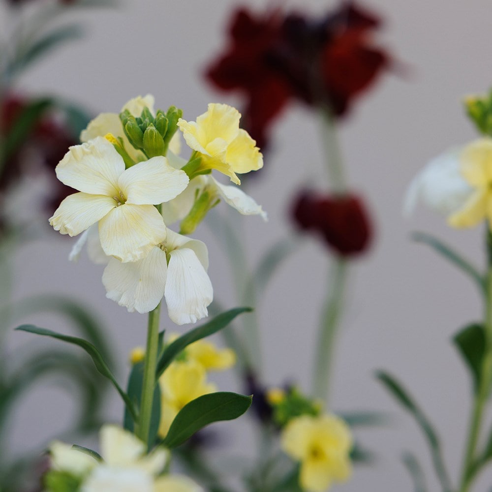 Persian wallflower collection