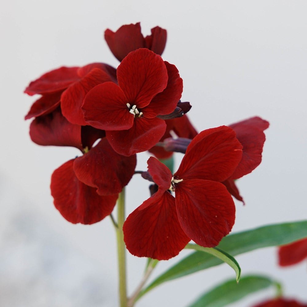Persian wallflower collection