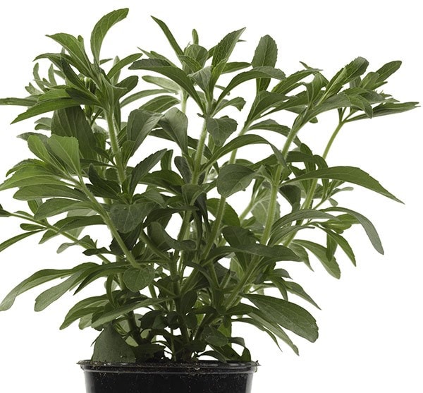 stevia