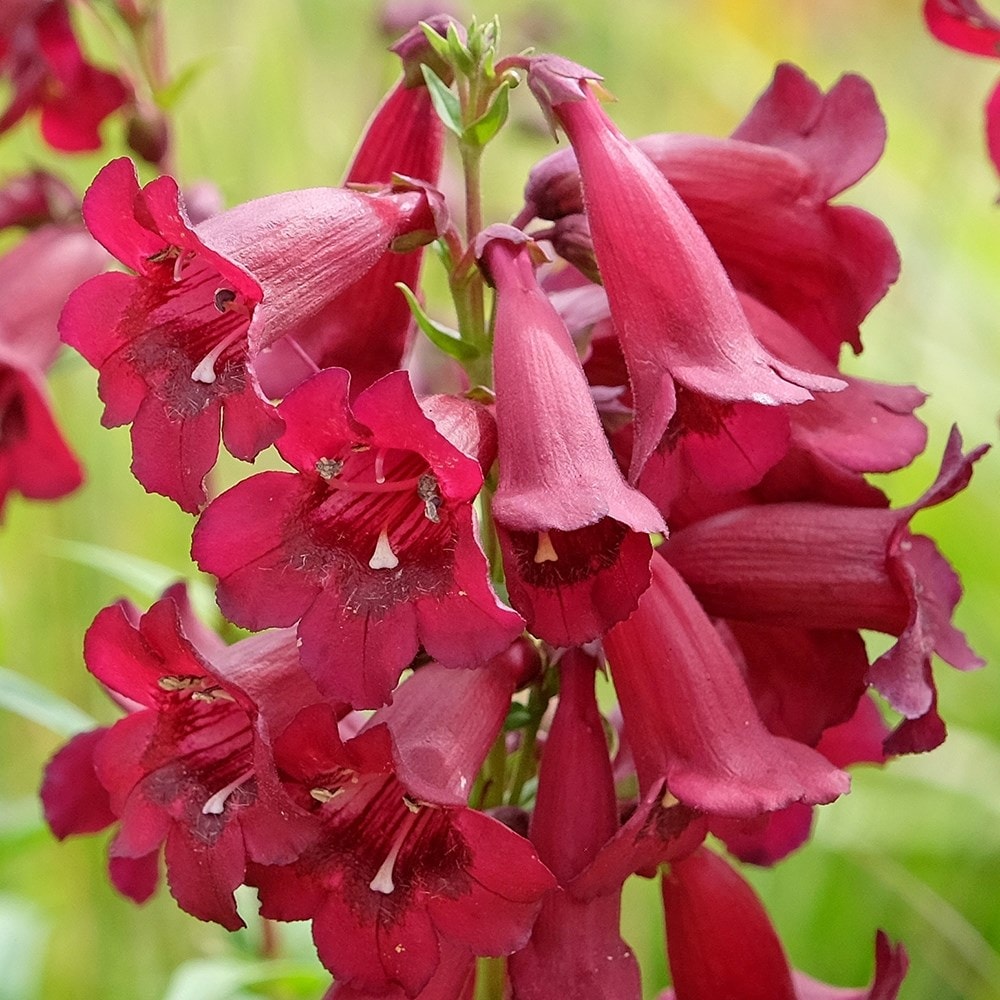 <i>Penstemon</i> 'Rich Ruby'