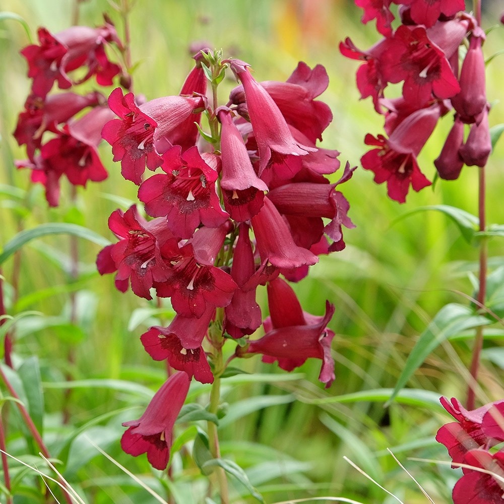 <i>Penstemon</i> 'Rich Ruby'