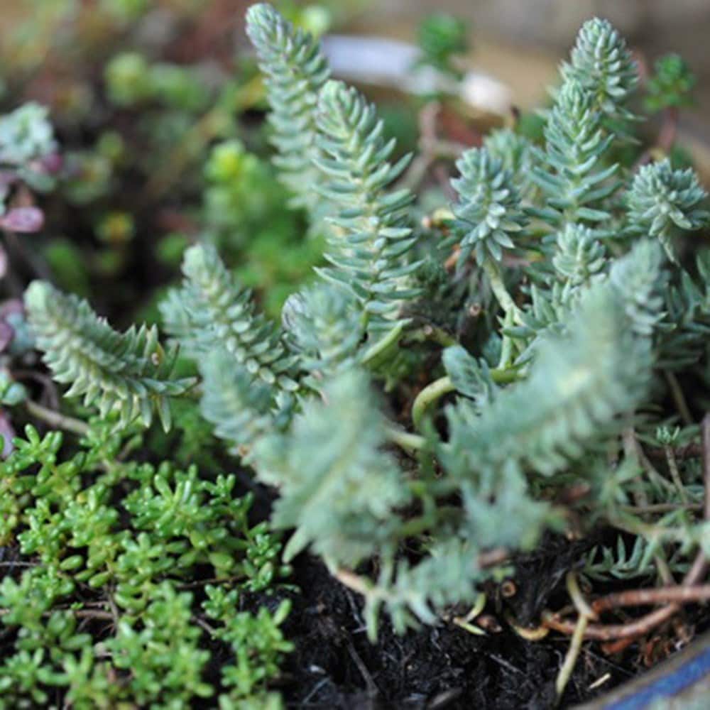 Product options image