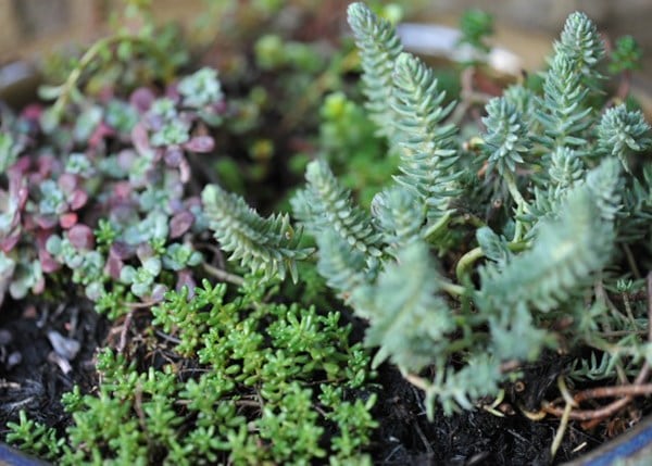 Sedum collection