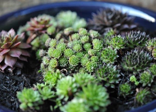 Sempervivum collection