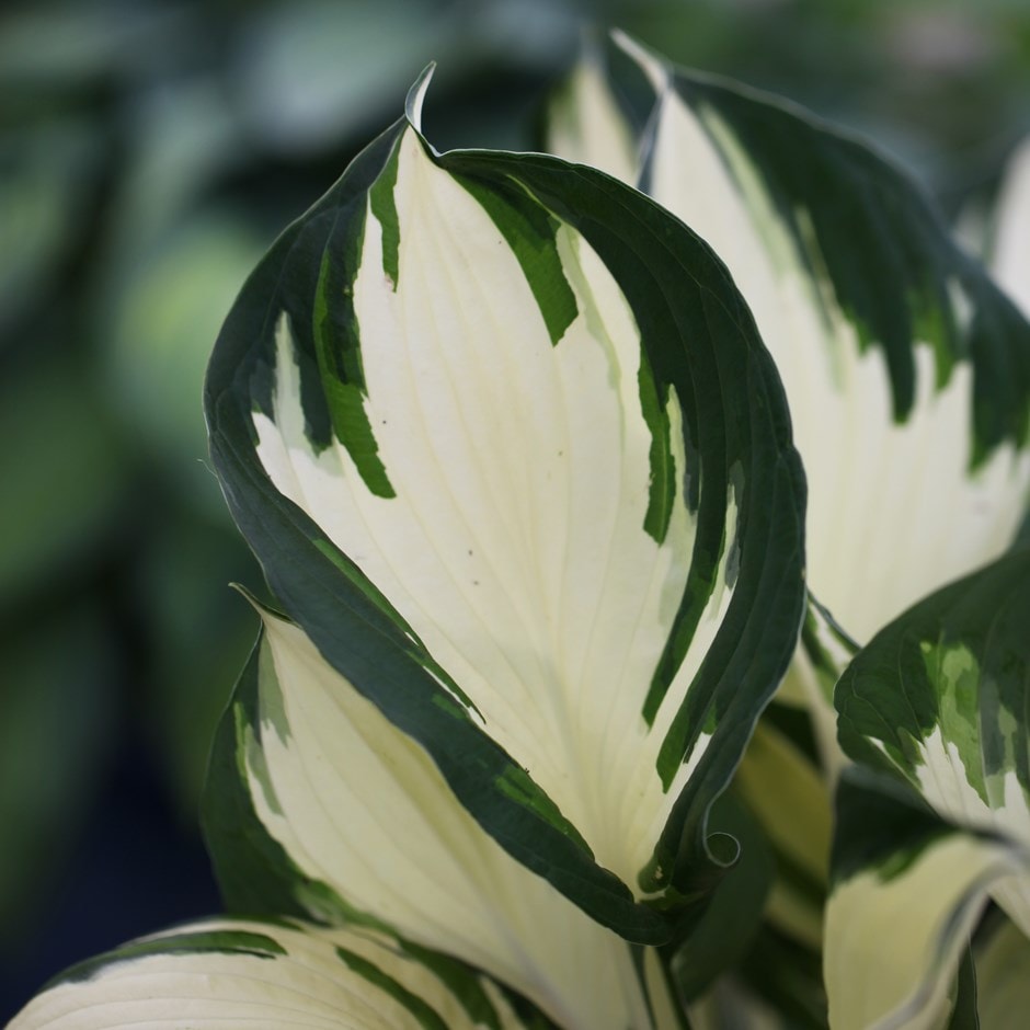 <i>Hosta</i> 'Fire and Ice'