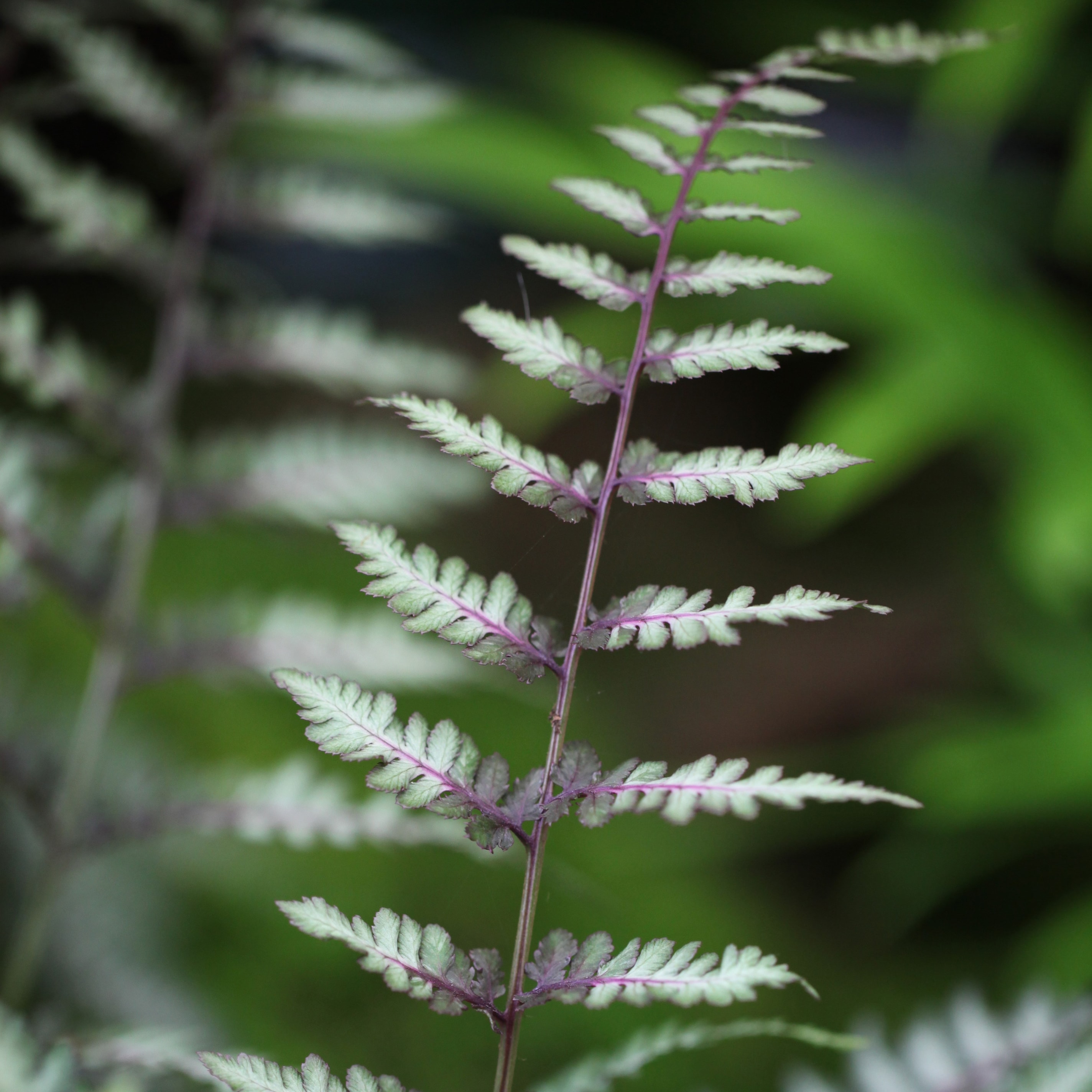 Product options image