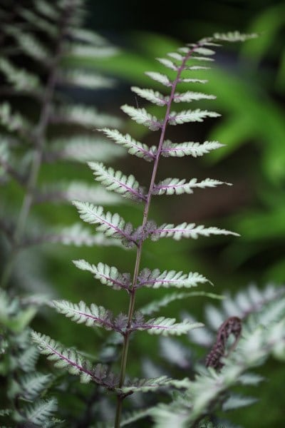 Athyrium niponicum var. pictum Ursula's Red