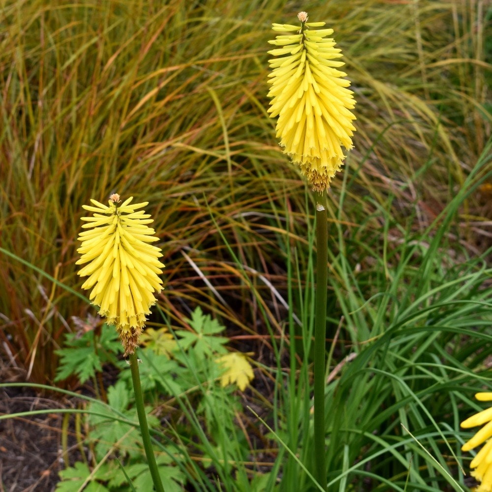 <i>Kniphofia</i> 'Bees Lemon'