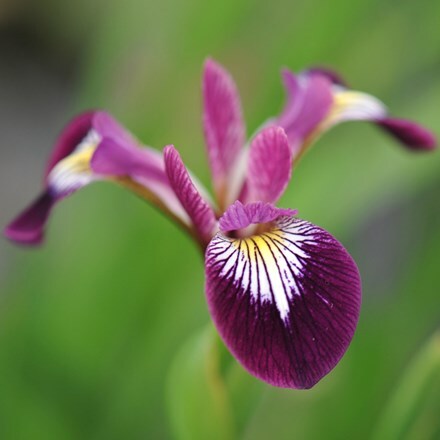 <i>Iris versicolor</i> 'Kermesina'