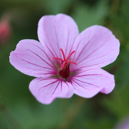 Picture of Geranium Light Dilys