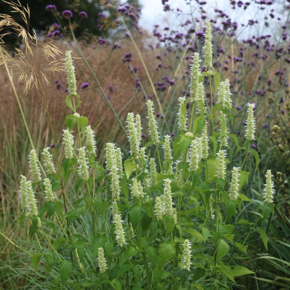 Product options image