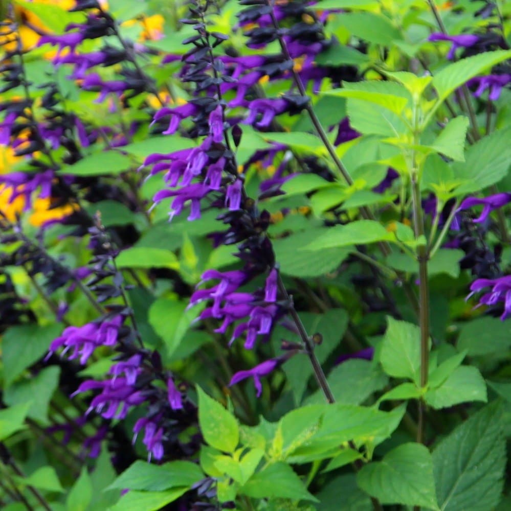 <I>Salvia</i> 'Amistad' (PBR)