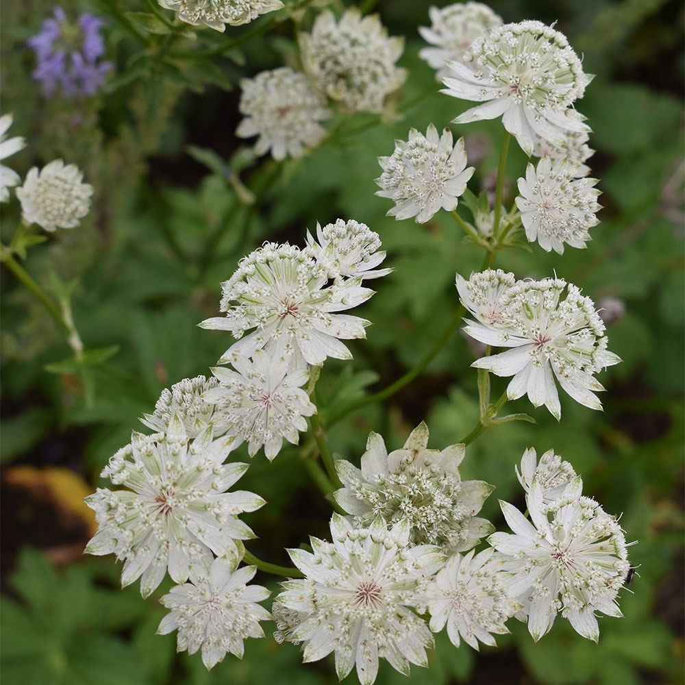 <i>Astrantia major</i> 'Large White'