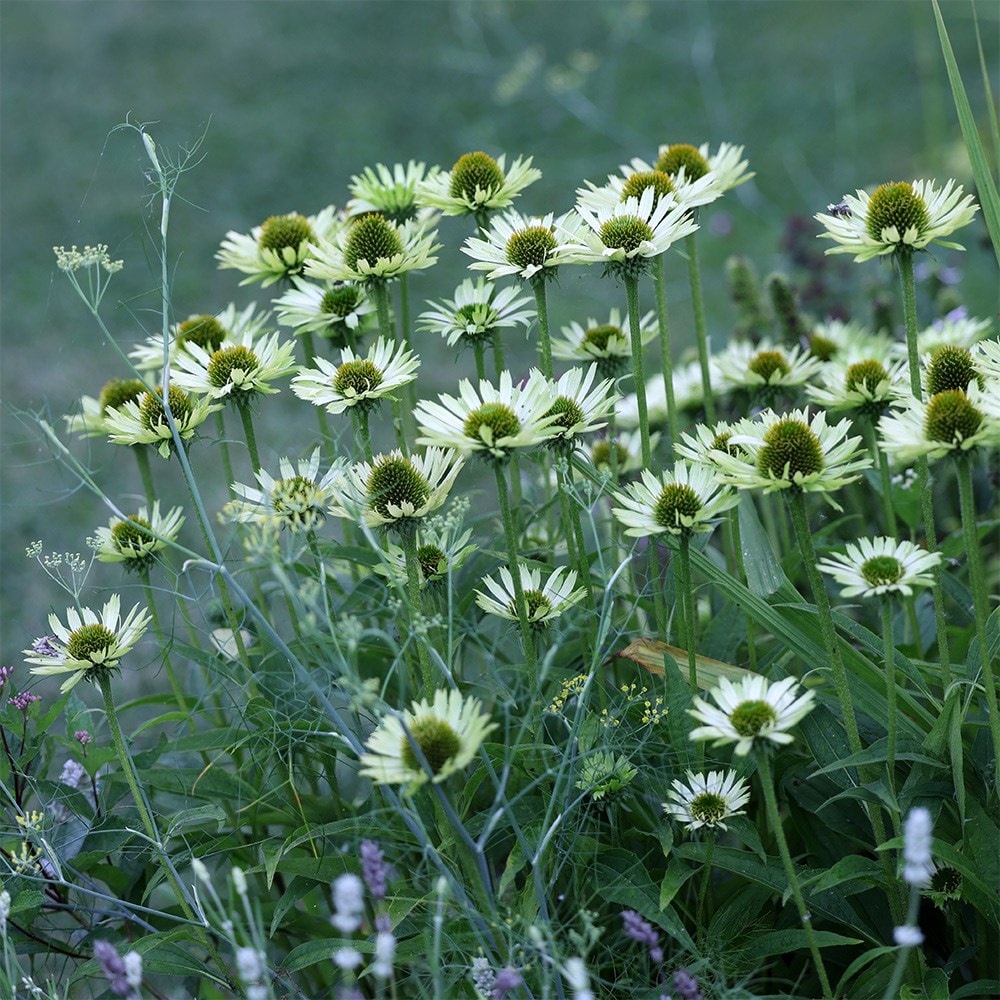 Product options image