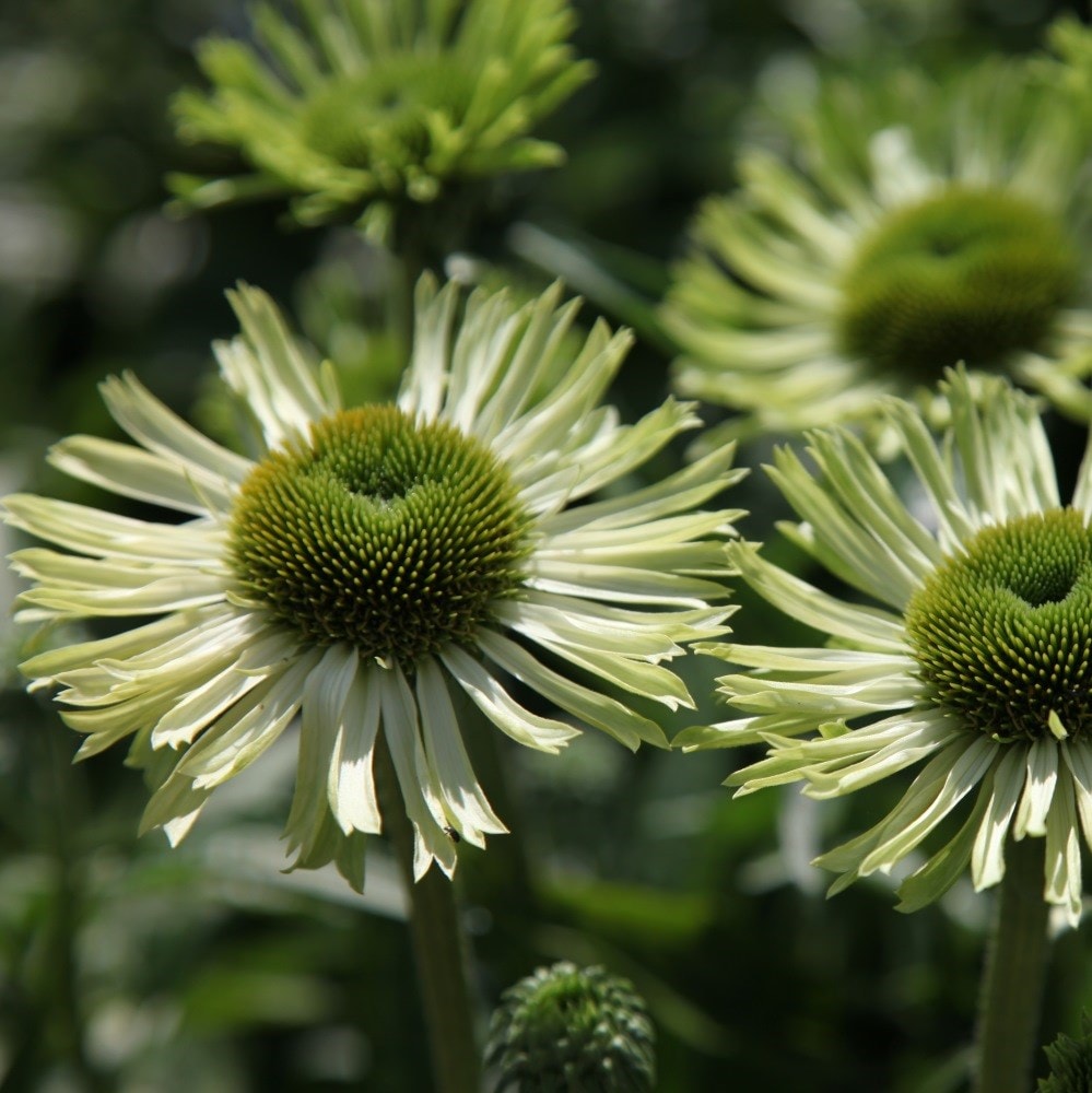 <I>Echinacea</i> 'Green Jewel' (PBR)