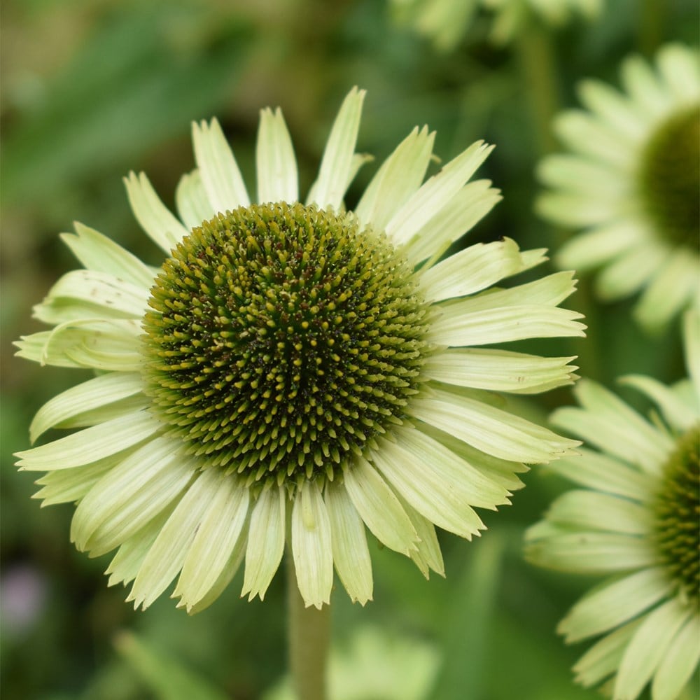<I>Echinacea</i> 'Green Jewel' (PBR)