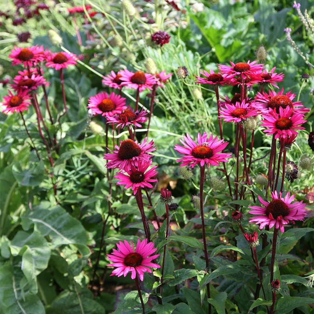 <I>Echinacea purpurea</I> 'Vintage Wine' (PBR)