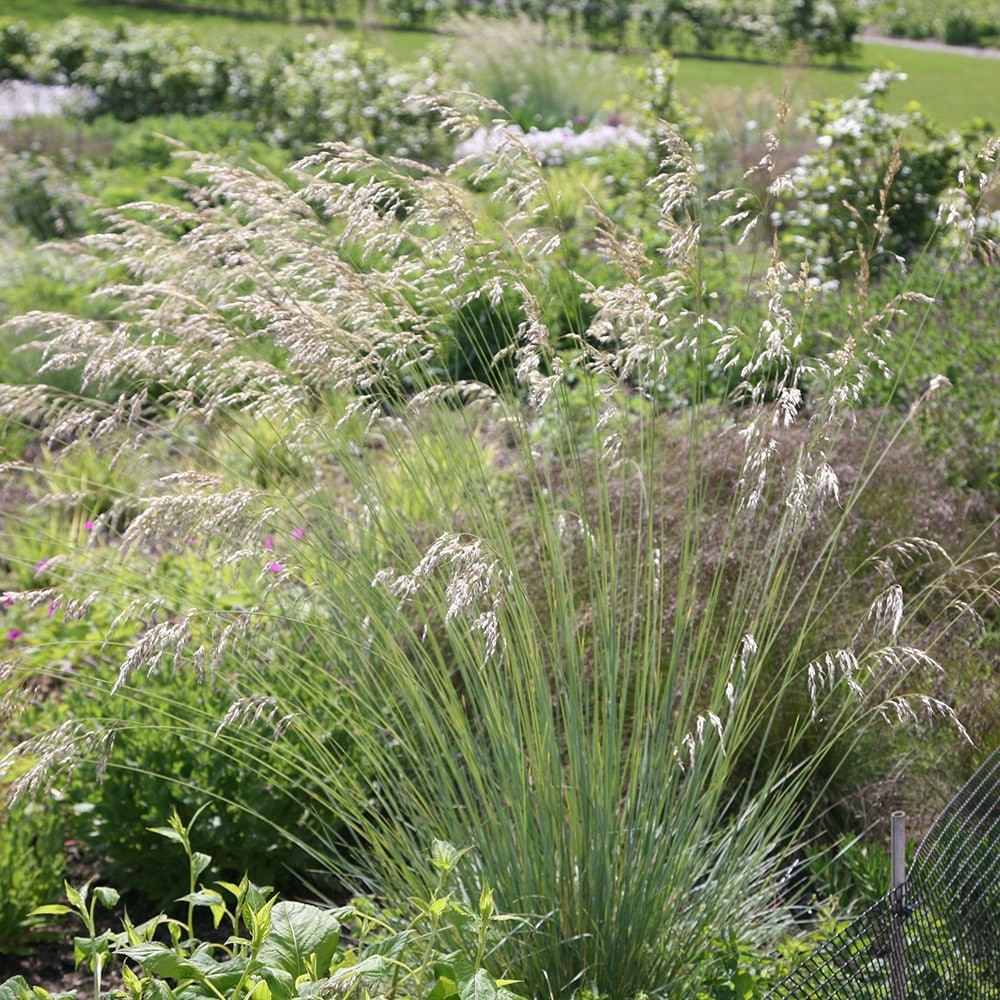 Product options image