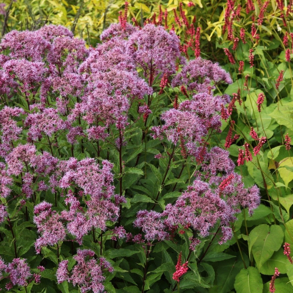 <i>Eupatorium maculatum</i> (Atropurpureum Group) 'Riesenschirm'